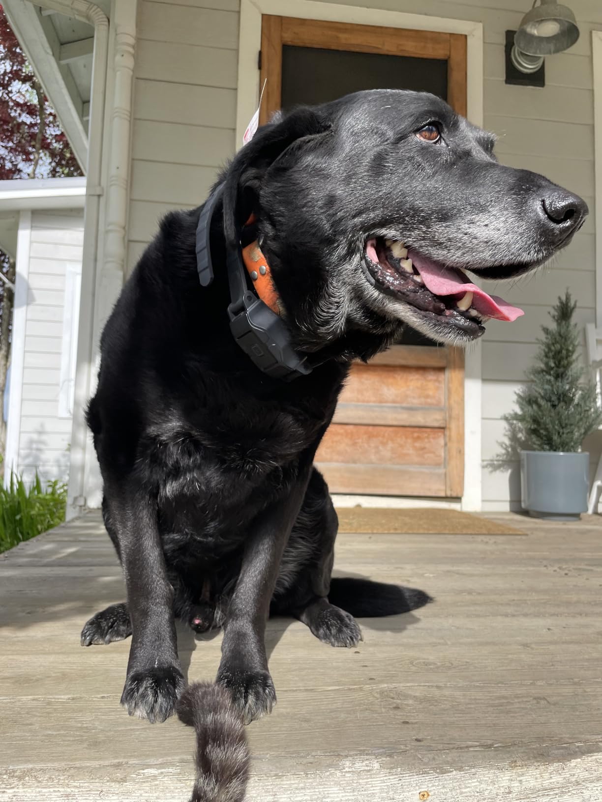 GPS Wireless Dog Fence with Remote, IPX7 Waterproof Electric Collar Fence, Perimeter Containment System, 25-999 Yards Radius, Beep, Vibration & Shock Correction, for Dogs 16+ lbs customer photo 2