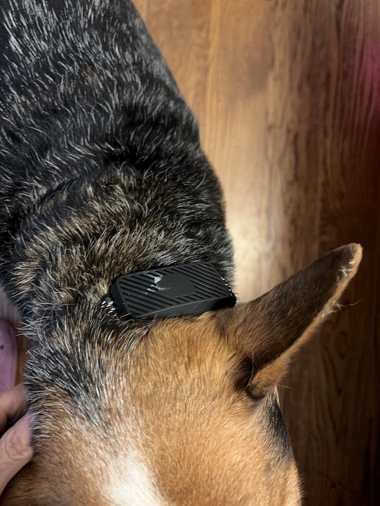 Dog Bark Collar for Large Medium Small Dogs, Effective No-Bark Collar, Smart Barking Collar, Rechargeable Bark Collar with 7 Sensitivity, 3 Modes, Waterproof, Carrot Orange customer photo 1