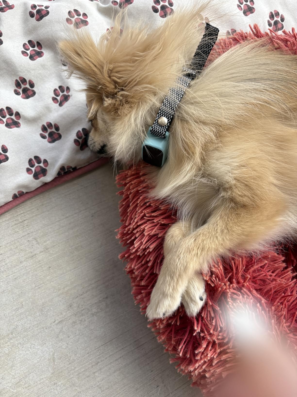 Bark Collar for Small Dogs 8-40 lbs - No Shock Anti Barking Collar with AI Chip - 3 Modes & 5 Sensitivity Levels - Waterproof, Rechargeable, Magnetic Charging - Humane, Effective Training (Pink) customer photo 2