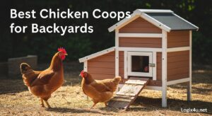 Best Chicken Coops for Backyards