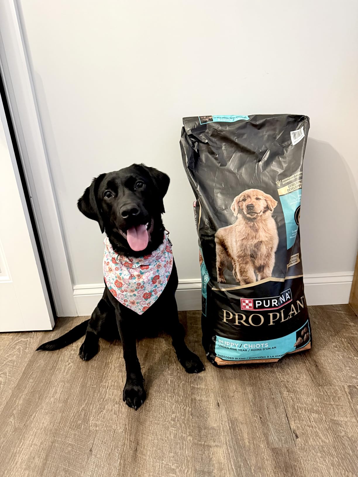 Purina Pro Plan High Protein Puppy Food Shredded Blend Chicken & Rice Formula - 6 lb. Bag customer photo 2