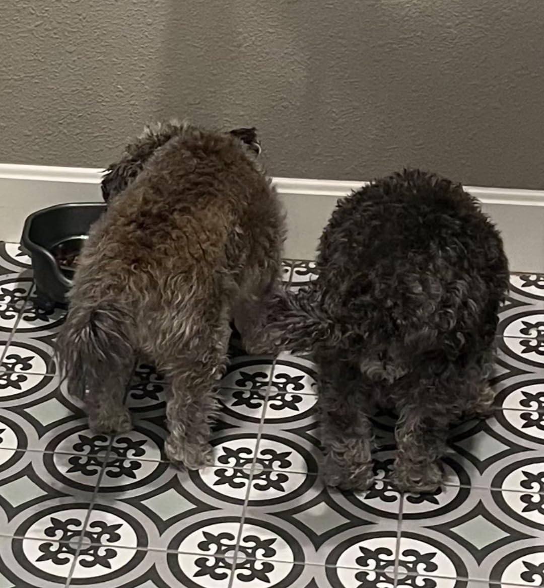 VICTOR Super Premium Dog Food - Hi-Pro Plus Dry Kibble - High Protein Dog Food with 30% Protein - Beef, Chicken, Pork, Fish Meals, Gluten Free - for High Energy and Active Dogs & Puppies, 5lbs customer photo 2