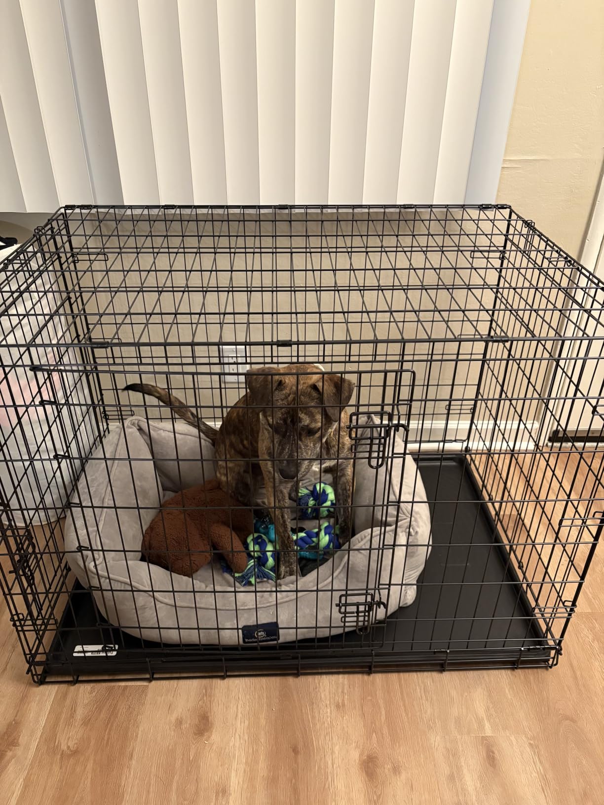 Midwest Homes for Pets 48-Inch New World Crate for Extra-Large Breeds, 90-110 lbs, Double Door Folding Dog Crate, Leak-Proof Tray & Secure Latches, Portable, Durable & Easy to Assemble customer photo 1