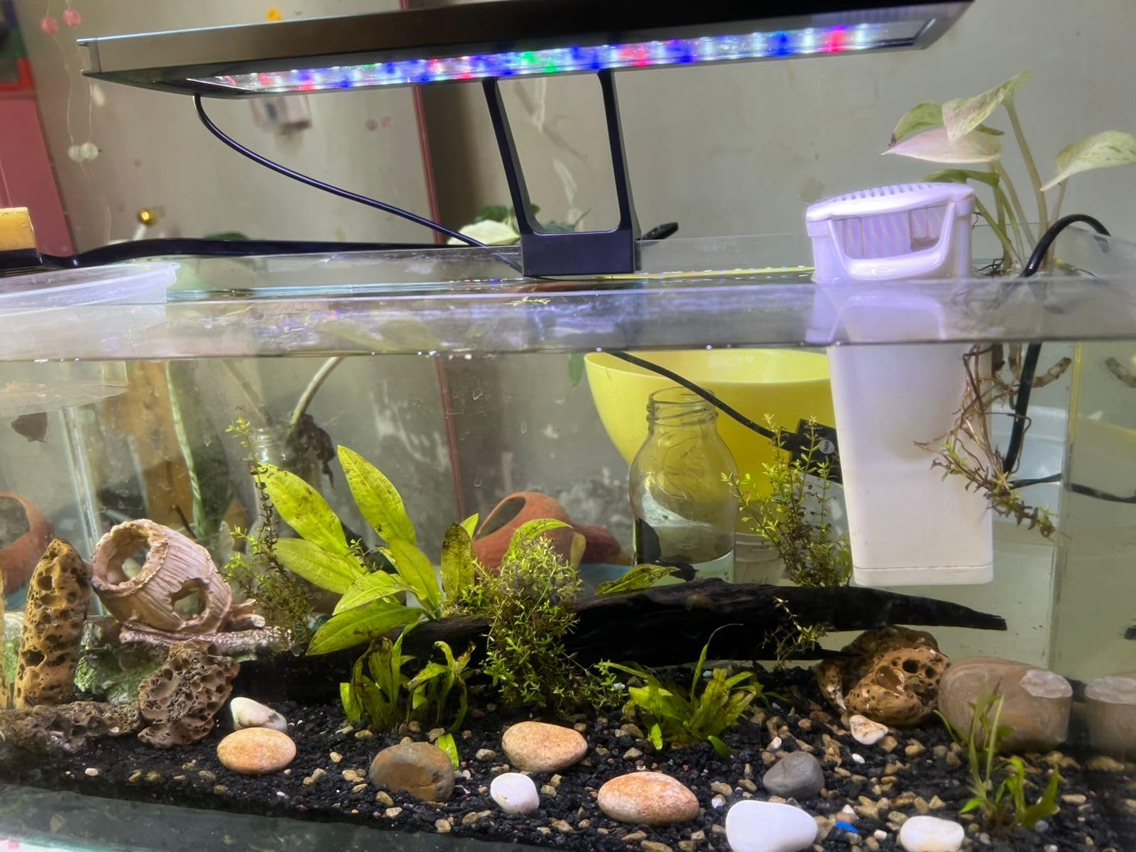 hygger Clip On 24/7 Lighting Aquarium LED Light,Sunrise-Daylight-Moonlight and DIY Mode, Adjustable Timer/Brightness Fish Tank Light with 7 Colors for Planted Tank (14W for 12~20in Tank) customer photo 1