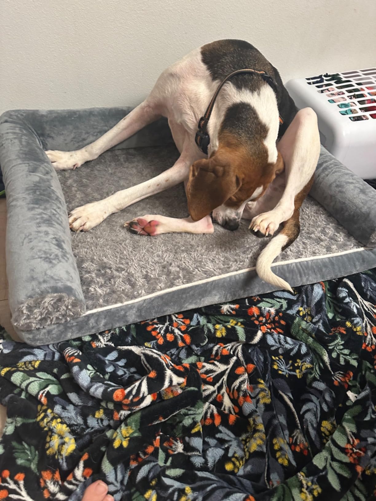 BFPETHOME Orthopedic Washable Dog Beds Large Sized Senior Dog for Comfy Sleeping with Removable Cover, Waterproof Big Soft Pet Couch Bed for Dogs Rerlax customer photo 1
