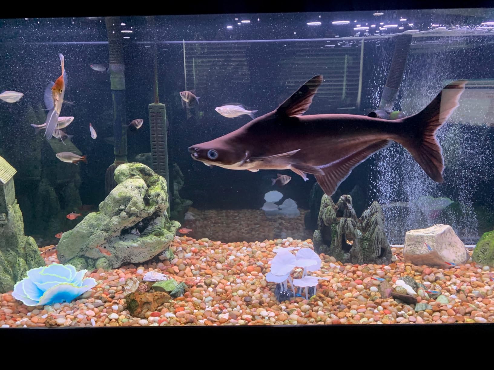 hygger Advanced Remote Control Aquarium Light Customizable Full Spectrum Fish Tank LED with DIY, Default & Weather Mode Freshwater Planted Tank customer photo 2