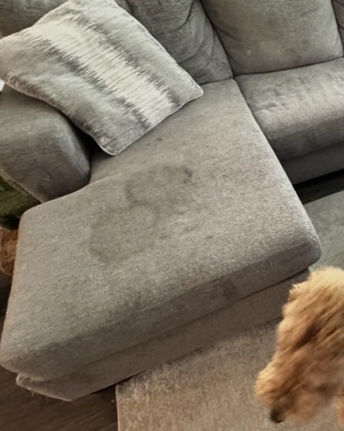 Bissell Little Green Pet Deluxe Portable Carpet Cleaner and Car/Auto Detailer, 3353 customer photo 2