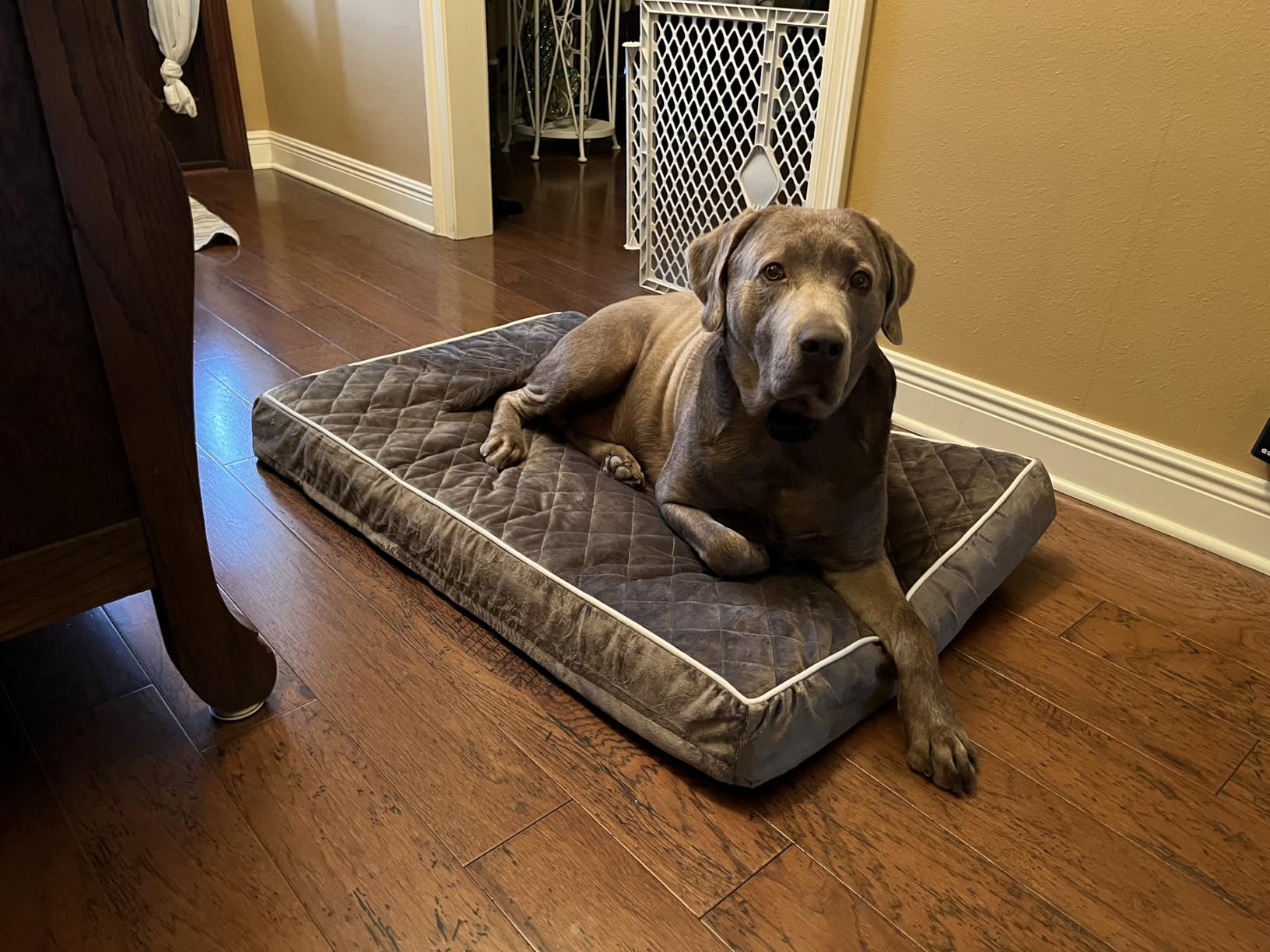 WNPETHOME Orthopedic Waterproof Extra Large Dogs Bed with Removable Washable Cover, Multi-Needle Quilting XL Crate Bed for Large Sized Dog, Light Grey customer photo 2