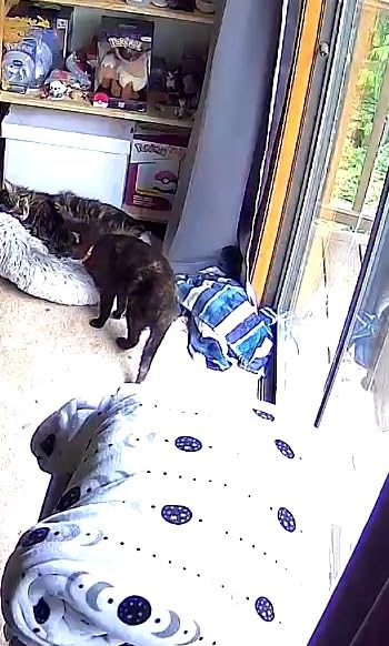 Petcube Cam and Care Coverage Subscription | Indoor Wi-Fi Pet and Security Camera with Phone App, Cats and Dogs Monitor with 2-Way Audio and Video, Night Vision customer photo 1