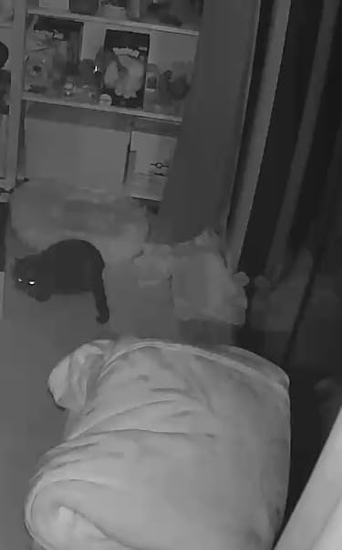 Petcube Cam and Care Coverage Subscription | Indoor Wi-Fi Pet and Security Camera with Phone App, Cats and Dogs Monitor with 2-Way Audio and Video, Night Vision customer photo 2