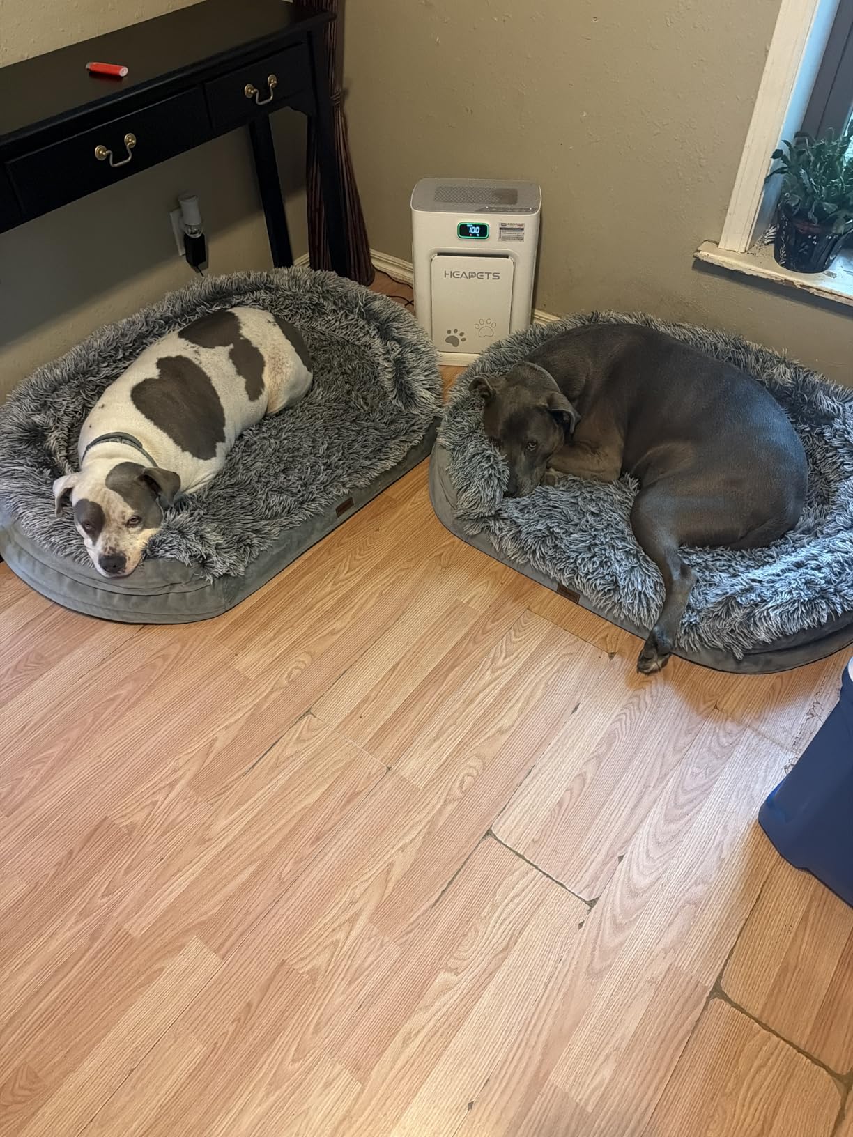 iweepet Fluffy Claiming Orthopedic Dog Beds for Large & Extra Large Dogs, Supportive Dog Sofa Bed with 3.7 inch 28D Egg-Crate Foam, Removable Washable Plush Cover, Waterproof Lining,44'',Grey customer photo 1