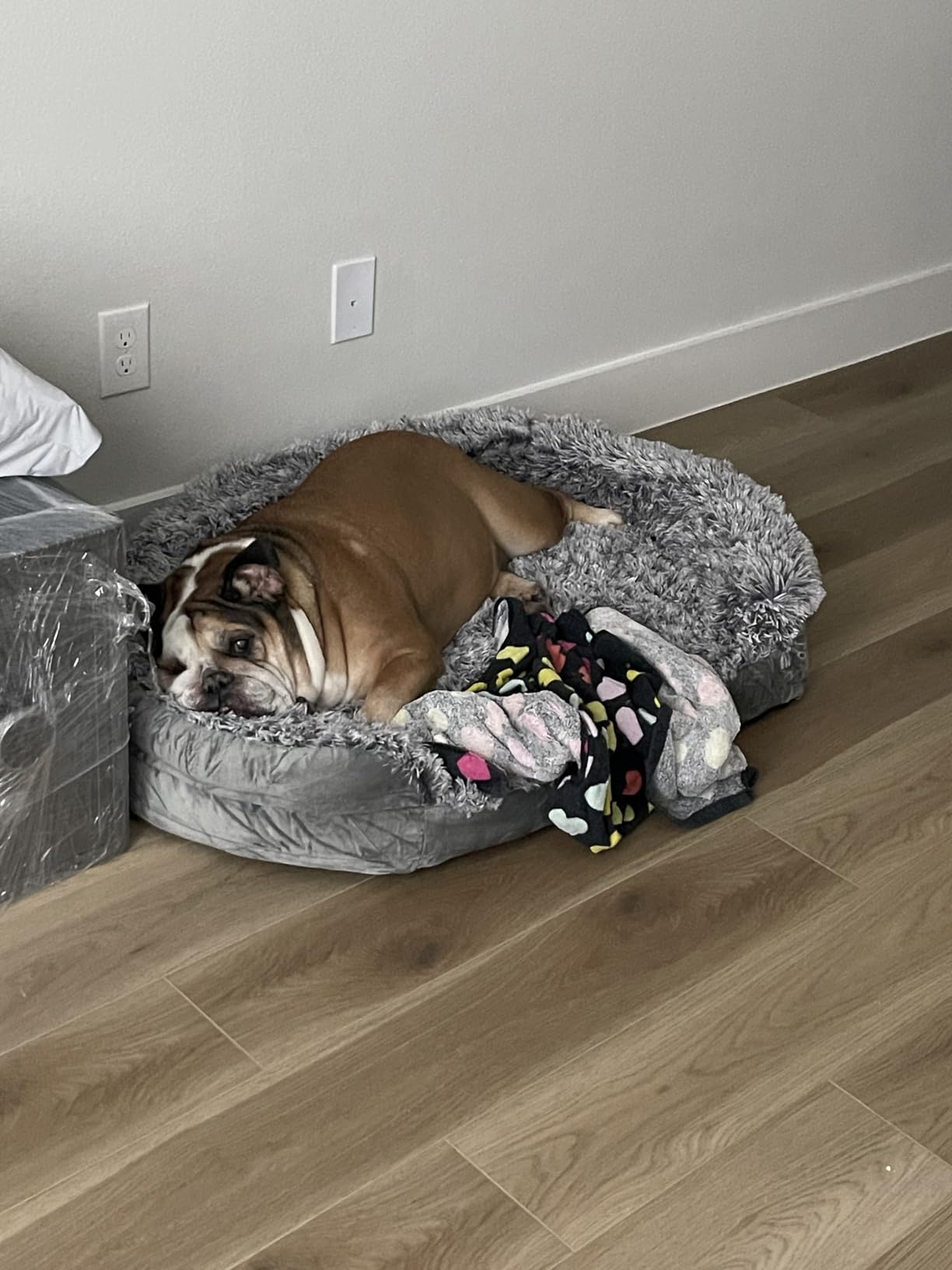 iweepet Fluffy Claiming Orthopedic Dog Beds for Large & Extra Large Dogs, Supportive Dog Sofa Bed with 3.7 inch 28D Egg-Crate Foam, Removable Washable Plush Cover, Waterproof Lining,44'',Grey customer photo 2