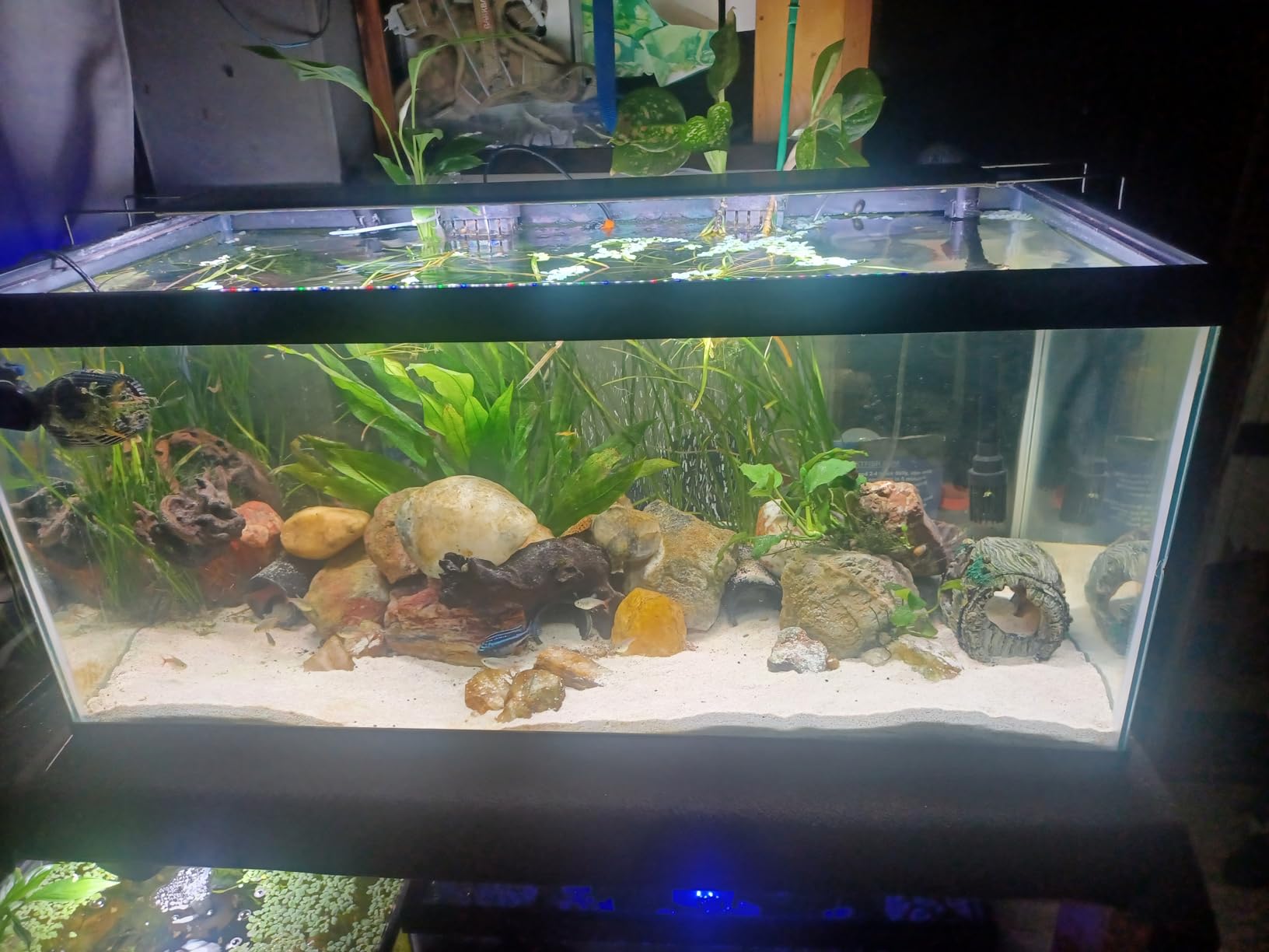 SEAOURA LED Aquarium Light, 24/7 Custom Timer, Power-Off Memory,7-Row LED 12-18in Full Spectrum Fish Tank Light, 8 Colors, 20 Brightness, Day&Night Cycle, Adjustable Mount for Freshwater Plant Growth customer photo 1