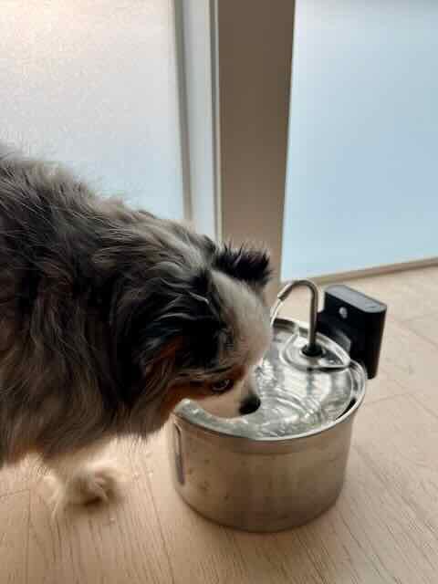 Wireless Cat Water Fountain Stainless Steel [Water & Battery Separation] FEELNEEDY Smart Pet Water Fountain, 4000mAh Battery Operated Water Fountain for Cats Dogs 3.5L/118oz + 6 Filters customer photo 1