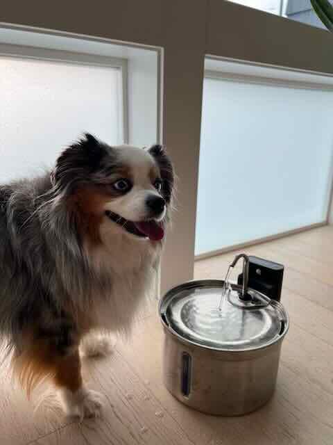 Wireless Cat Water Fountain Stainless Steel [Water & Battery Separation] FEELNEEDY Smart Pet Water Fountain, 4000mAh Battery Operated Water Fountain for Cats Dogs 3.5L/118oz + 6 Filters customer photo 2