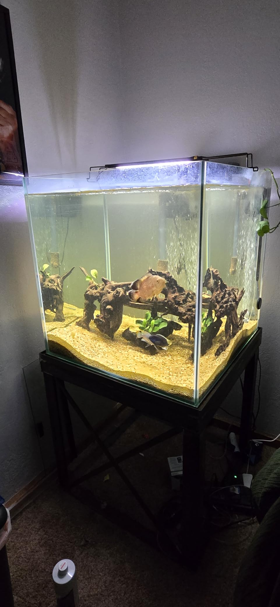GLOWRIUM LED Aquarium Light with Remote, Full Spectrum Fish Tank Light with Auto Timer, IP67 Waterproof Freshwater Planted Tank Light, Dimmable RGB+W+Moon LEDs with High Performance (30-35inch) customer photo 1