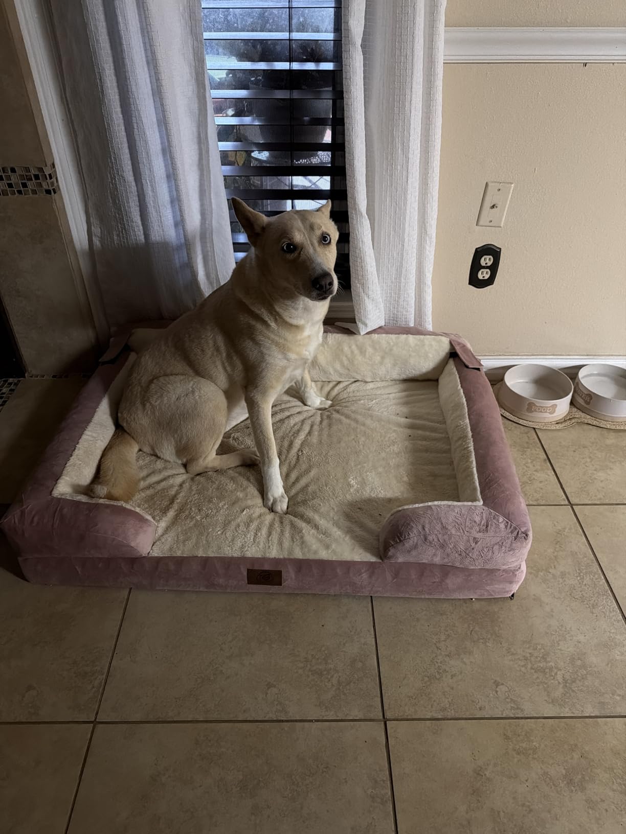 Extra Large Dog Bed, Orthopedic XL Washable Memory Foam Bed for Big Dogs Waterproof Pet Couch Sofa Bolster with Removable Cover, Non-Slip Bottom, Tennis Ball Toy, 42x30 customer photo 2