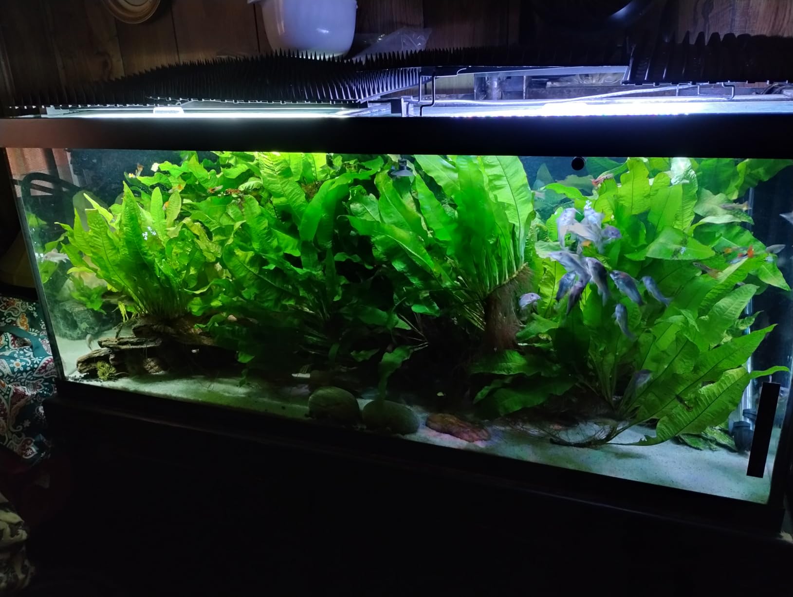 AQQA LED Aquarium Light 72W for 48-55 Inch Fish Tank, 24/7 Mode&DIY Mode Full Spectrum Fish Tank Light, IP68 Waterproof High Lumen Aquarium Plant Light, Adjustable Brightness/Timer, Memory Function customer photo 1