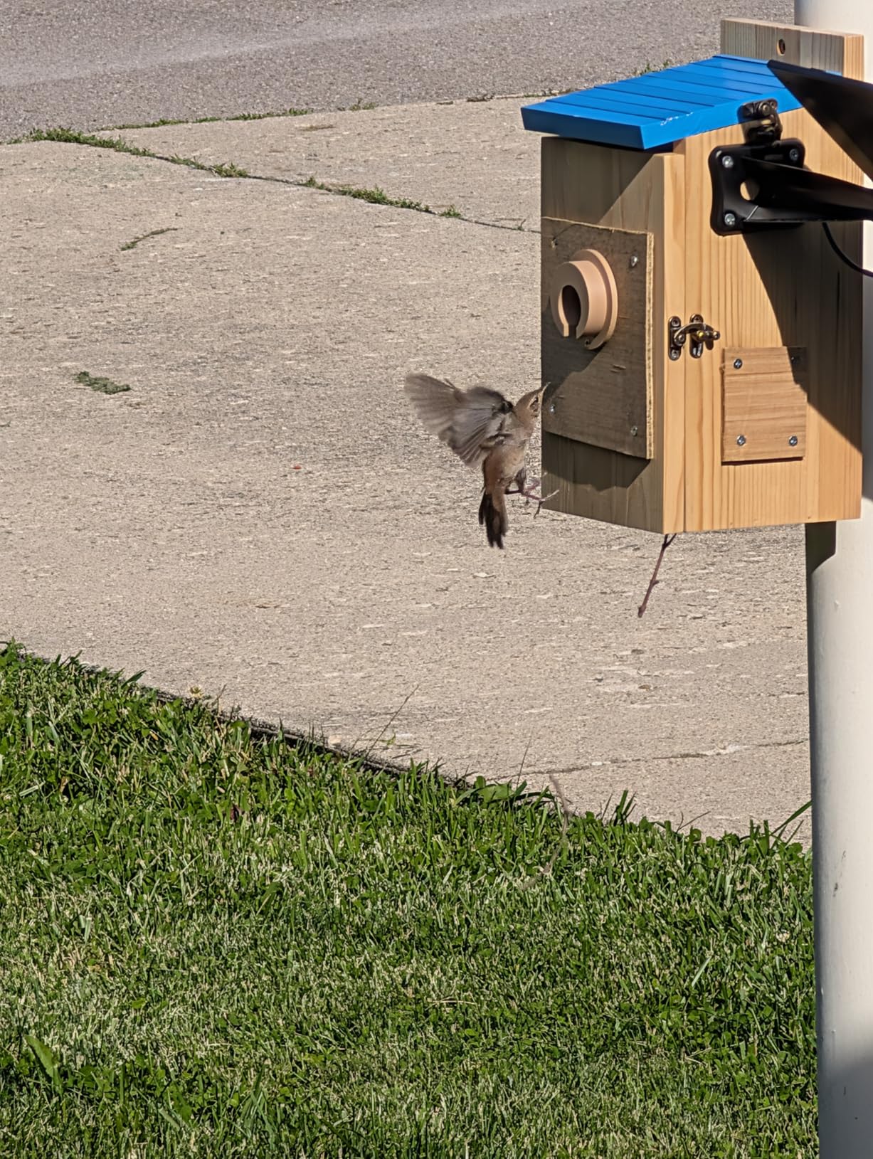 Bird House with Camera Solar Powered, Wi-Fi, Motion Detection & Night Vision, Pine Wood Birdhouse with Camera Inside, Ideal for Backyard & Nature Lovers(Light Green) customer photo 1