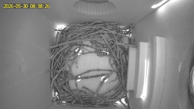 Bird House with Camera Solar Powered, Wi-Fi, Motion Detection & Night Vision, Pine Wood Birdhouse with Camera Inside, Ideal for Backyard & Nature Lovers(Light Green) customer photo 2