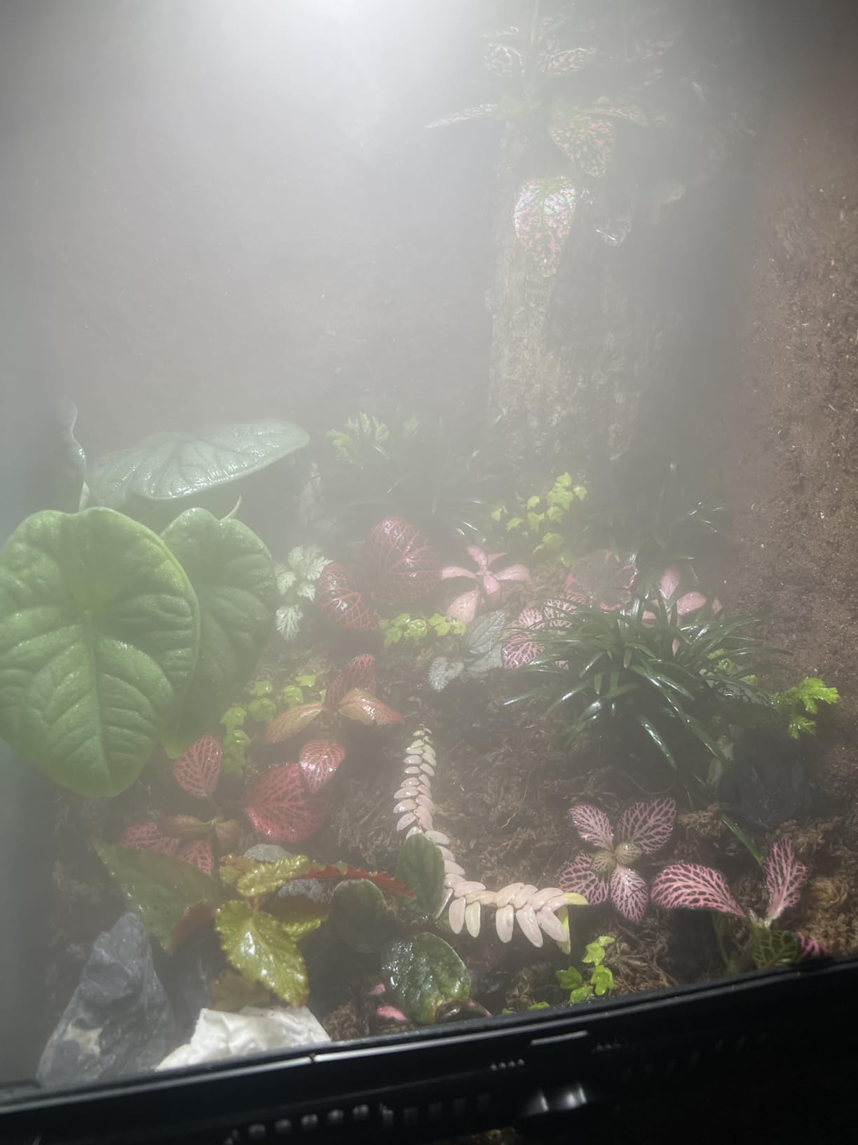 Coospider Reptile Fogger Humidifier, Automatic Humidifiers for Reptiles Tank, Terrarium Humidifiers with Dual Hose Timer Humidity Control, Reptile Mister for Amphibians Herps Vivarium (5L/1.32Gallon) customer photo 2