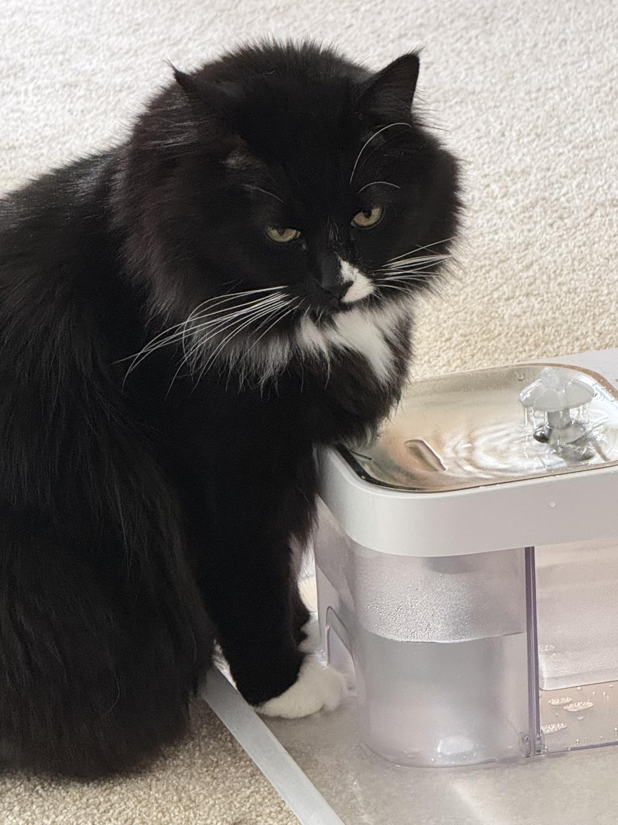 2026 Latest Cat Water Fountain, No Filter Cotton, App Monitoring Wastewater Separation Wireless Pet Fountain, 5000mAh Battery & Plug-in, 3L/101oz Water Dispenser for Cats Indoor, 2.4G Wi-Fi customer photo 1