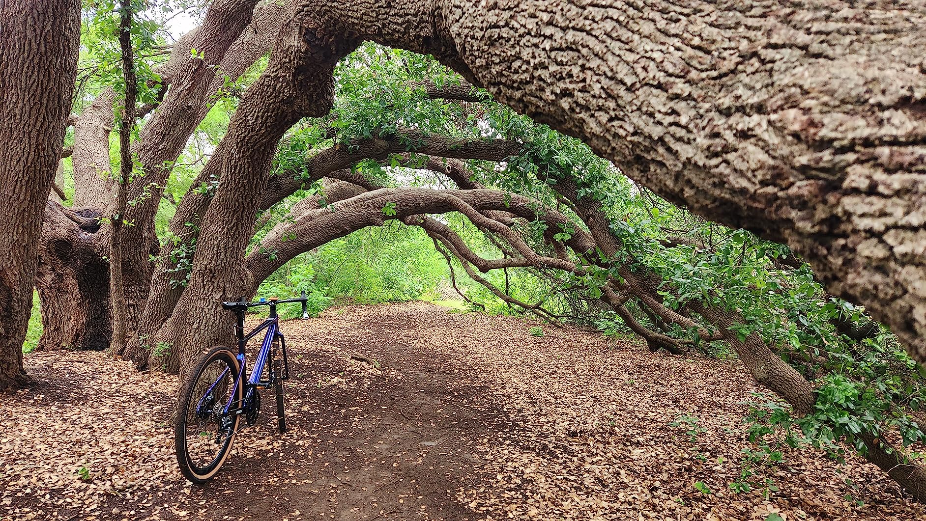 KABON Carbon Gravel Road Bike, T800 Carbon Fiber Frame 700C Road Bike with 18 Speeds Drivetrain, Integrated Carbon Handlebar, Disc Brakes customer photo 1