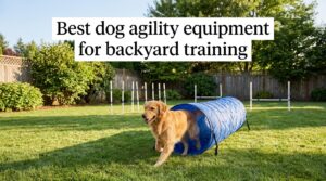 Best dog agility equipment for backyard training
