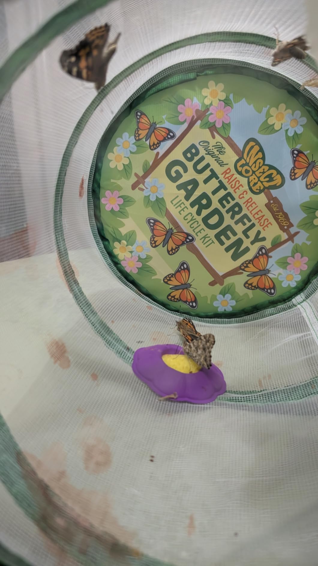 Insect Lore Raise and Release Butterfly Garden Kit - Caterpillar Habitat with redeemable Voucher - STEM-accredited Butterfly Growing Kit for Kids, Classrooms, and Homeschool Learning customer photo 1