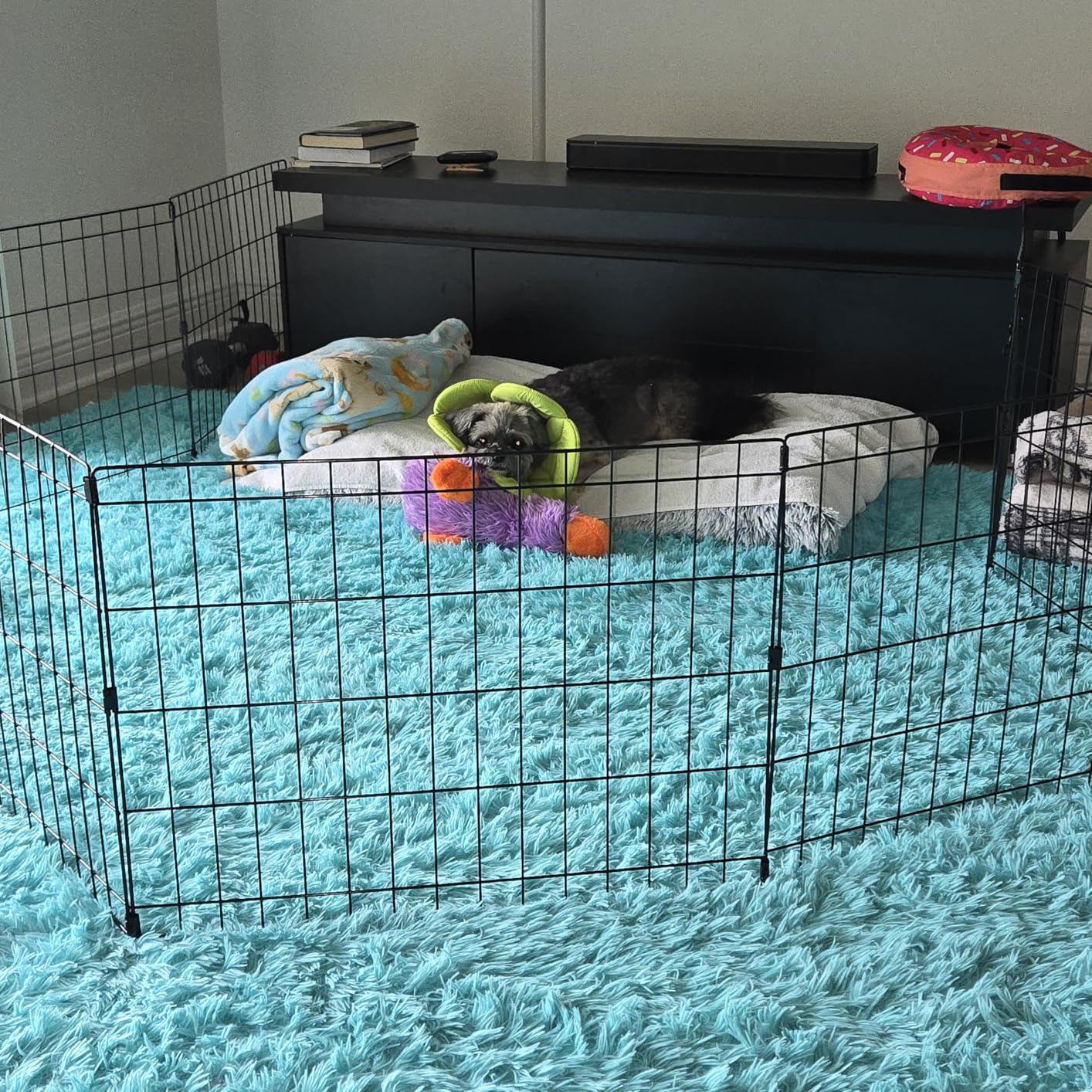 MidWest Homes for Pets Folding Metal Puppy / Dog Exercise Pen, Indoor/Outdoor Playpen with No Door, Provides 16 Sq Feet of Play Space, 30-Inches Tall, Black E-Coated customer photo 2