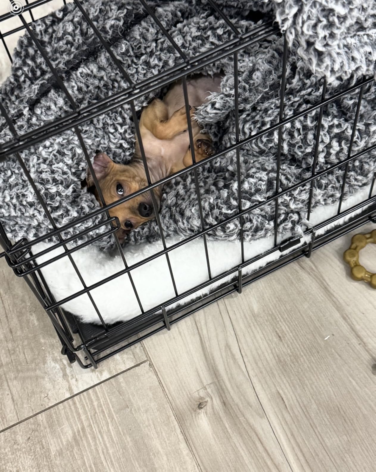 MidWest Homes for Pets 42-Inch iCrate for Large Breeds, 71-90 lbs, Single Door Folding Dog Crate with Divider Panel, Leak-Proof Tray & Secure Latch, Portable, Durable & Easy to Assemble customer photo 1