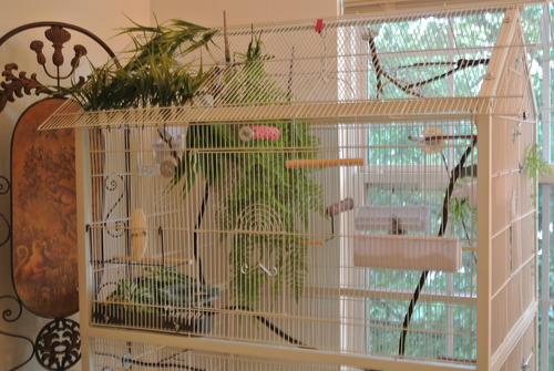 Prevue Pet Products Steel Bird Flight Cage with Wheels - Black, Large | Large Birdcage for Parakeets, Canaries, Finches, Cockatiels, Lovebirds, & Green Cheeks, Metal Standing Birdcage customer photo 2