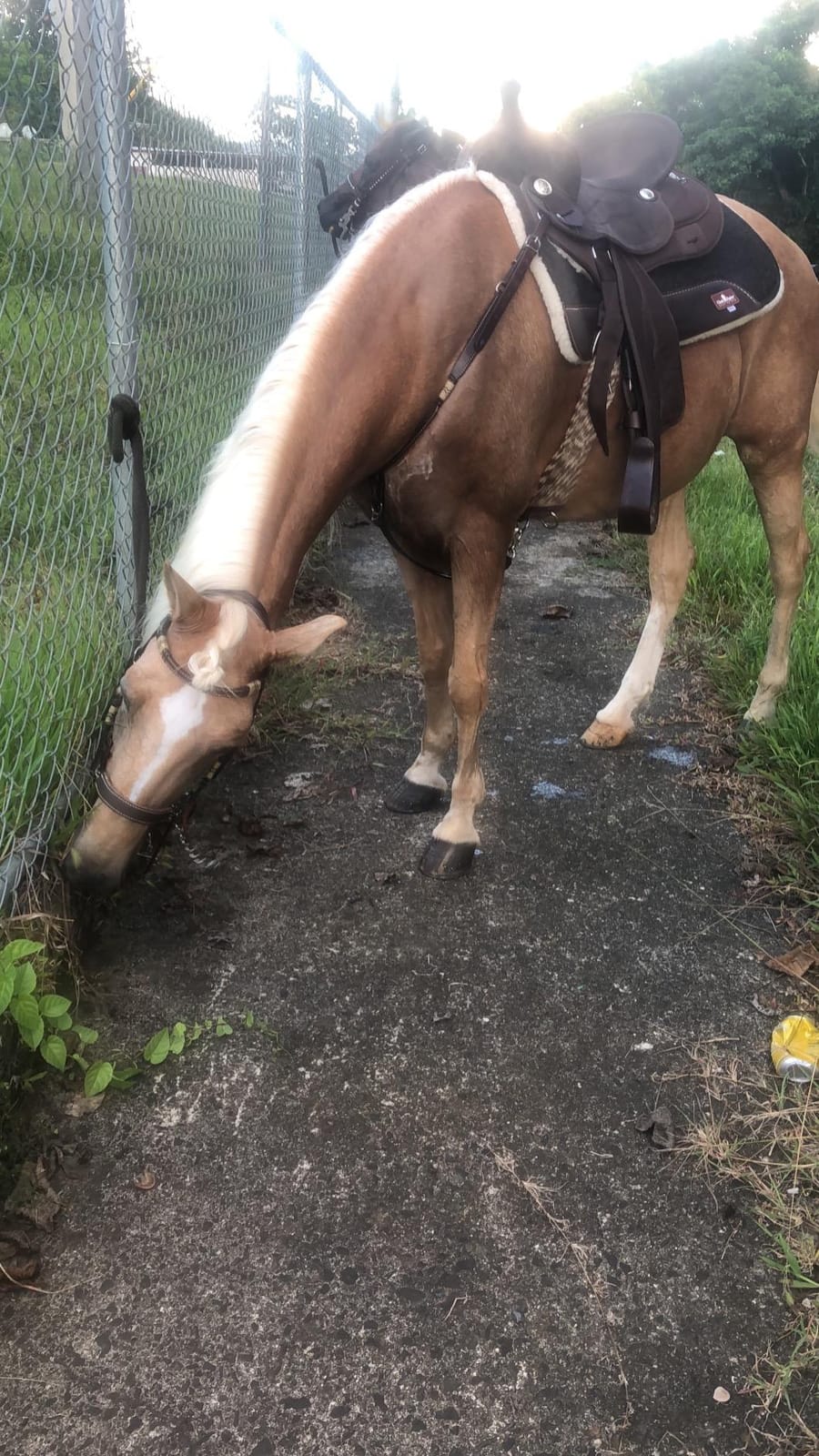King Series Eclipse by Tough1 Round Skirt Competition Saddle customer photo 1