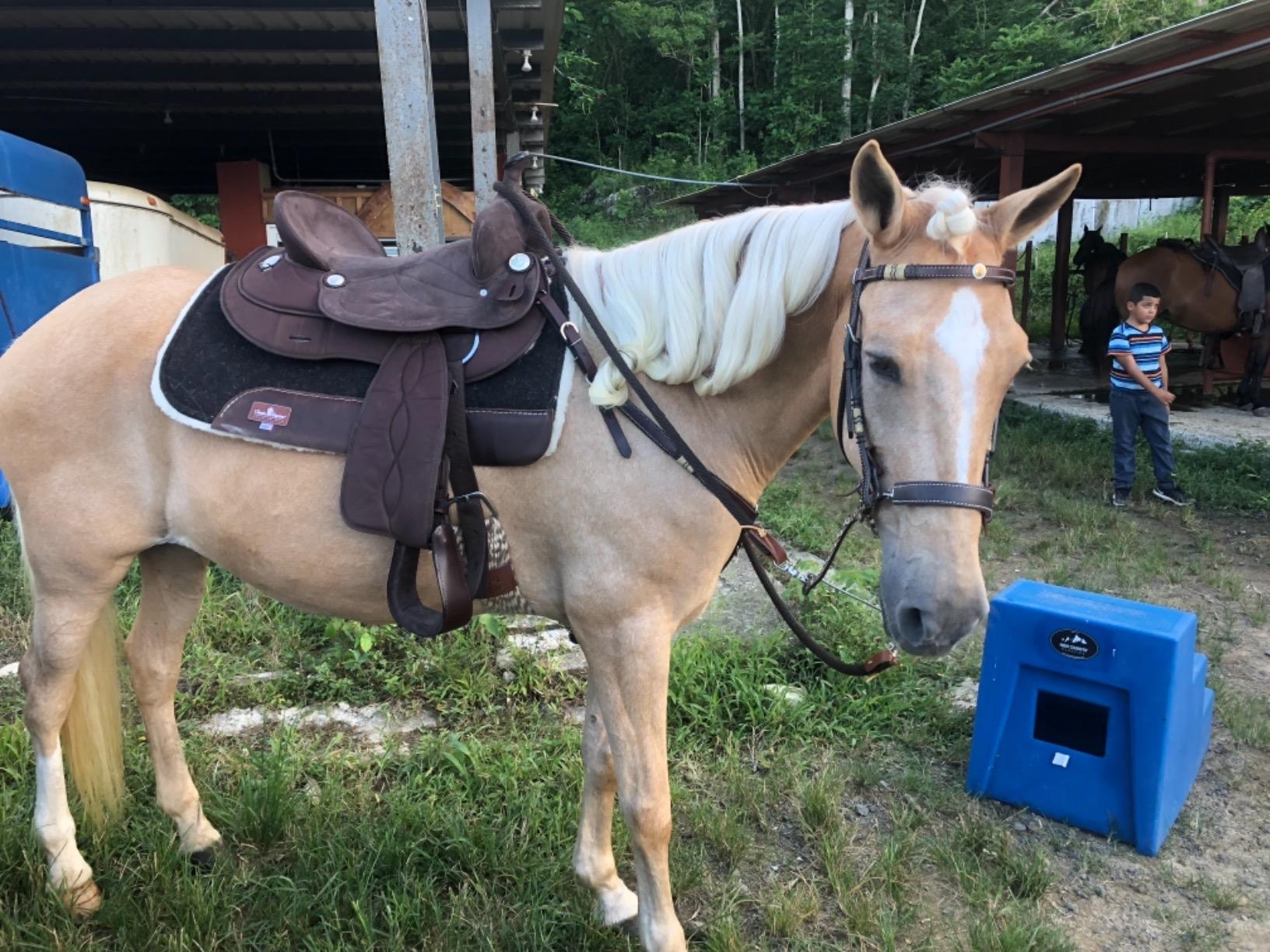 King Series Eclipse by Tough1 Round Skirt Competition Saddle customer photo 2