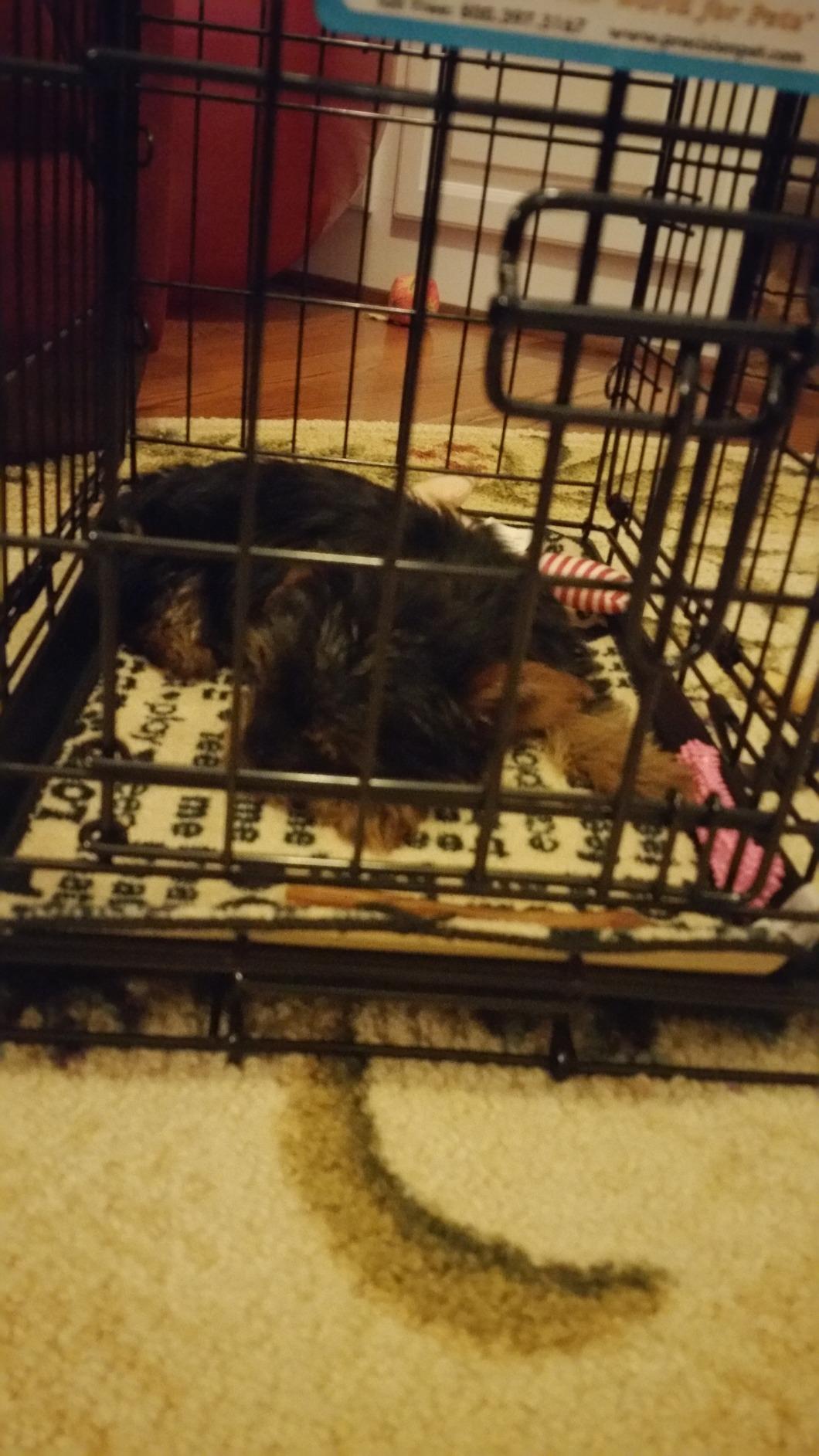 Precision Pet Products Two Door Provalue Wire Dog Crate, 42 Inch, For Pets 70-90 lbs, With 5-Point Locking System customer photo 1