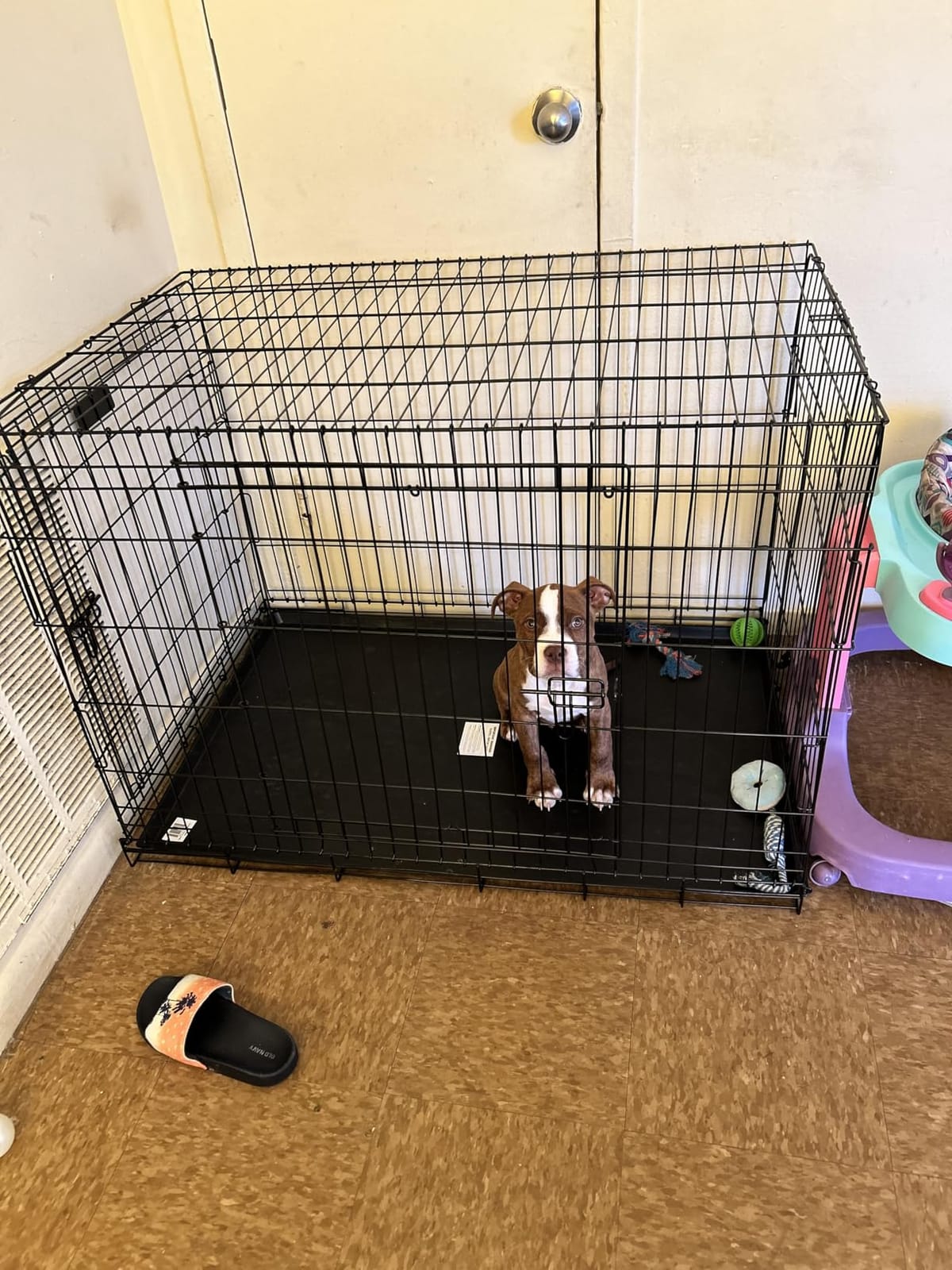 Precision Pet Products Two Door Provalue Wire Dog Crate, 42 Inch, For Pets 70-90 lbs, With 5-Point Locking System customer photo 2