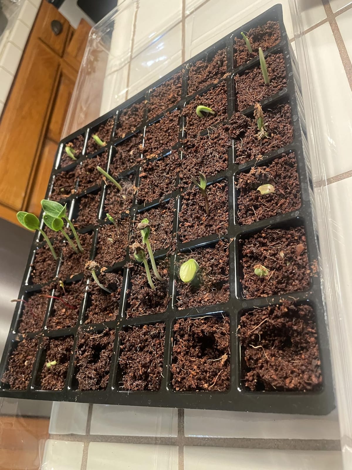 Burpee 72-Cell Seed Starting Kit with Greenhouse Dome and Coir Pellets customer photo 1