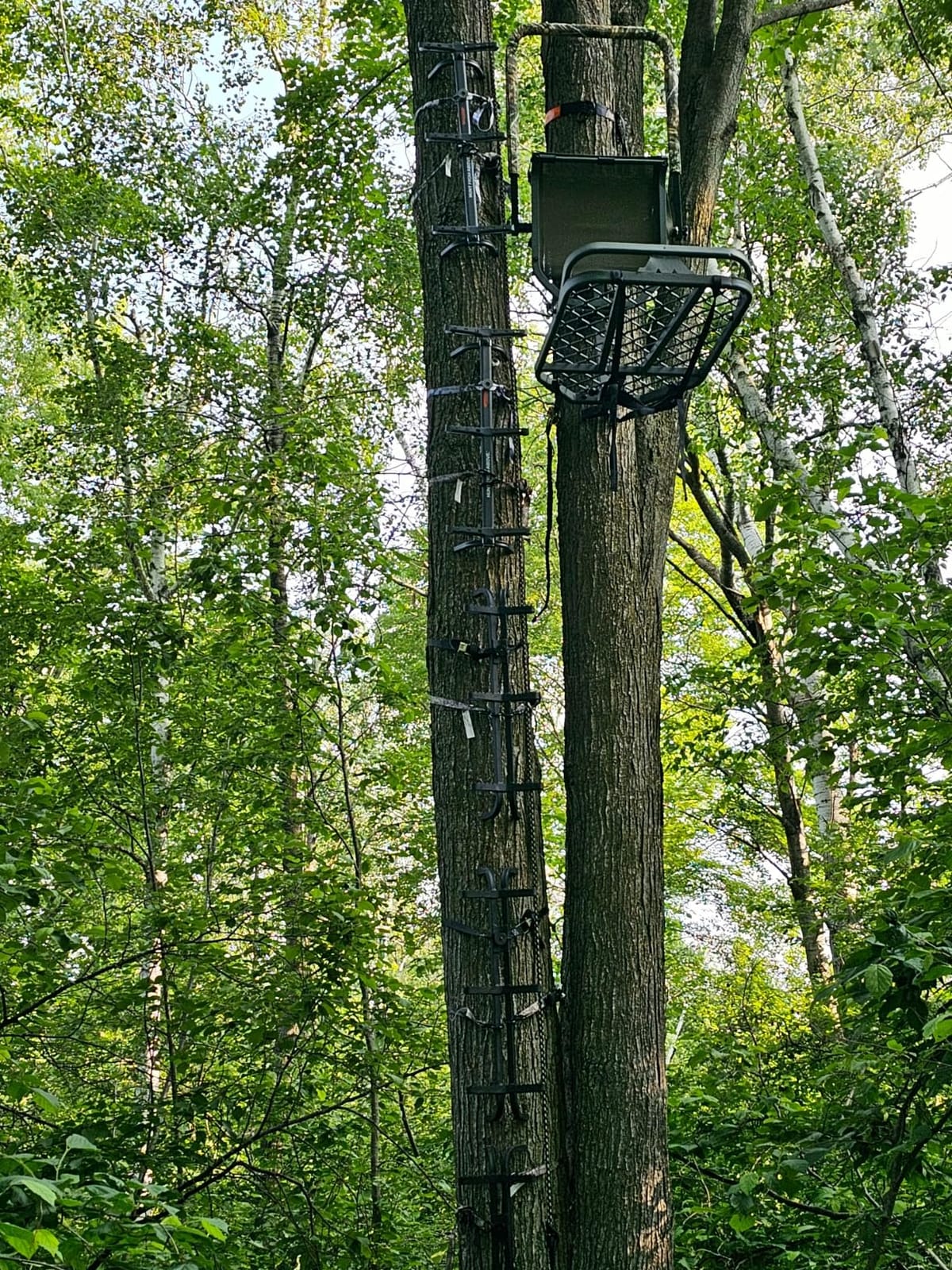 Millennium Treestands Monster Hang-on Treestand customer photo 2