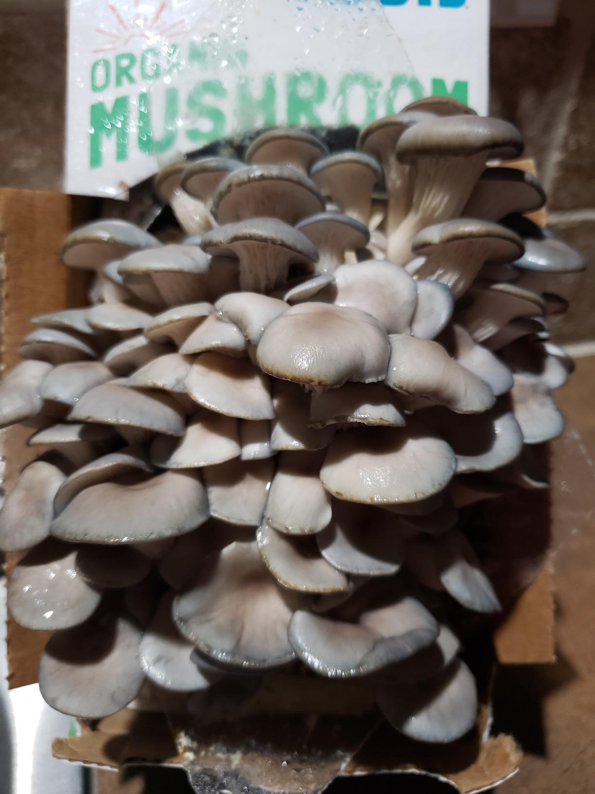 Back to the Roots Organic Oyster Mushroom Grow Kit, Harvest Gourmet Mushrooms In 10 Days customer photo 2