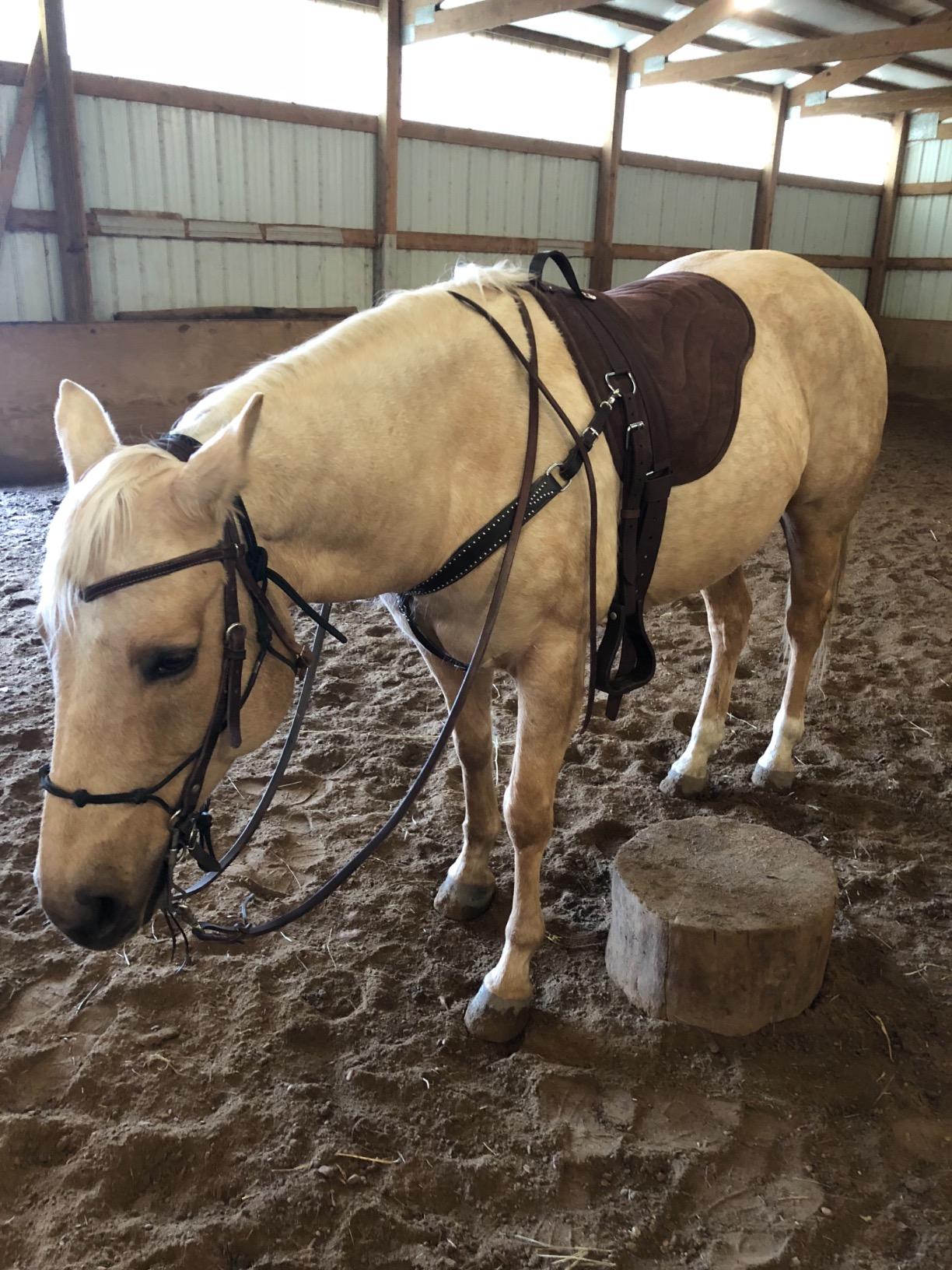 HILASON Western Pleasure Trail Riding Bareback Saddle Pad Treeless | Pads Baretek for Horses customer photo 1