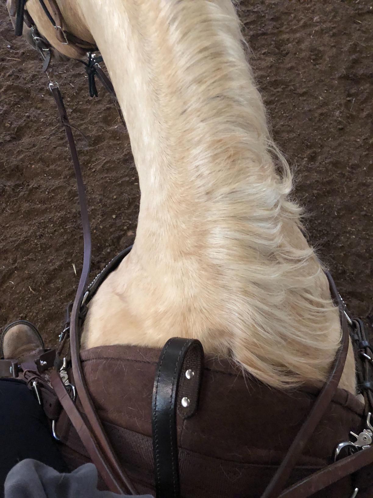 HILASON Western Pleasure Trail Riding Bareback Saddle Pad Treeless | Pads Baretek for Horses customer photo 2
