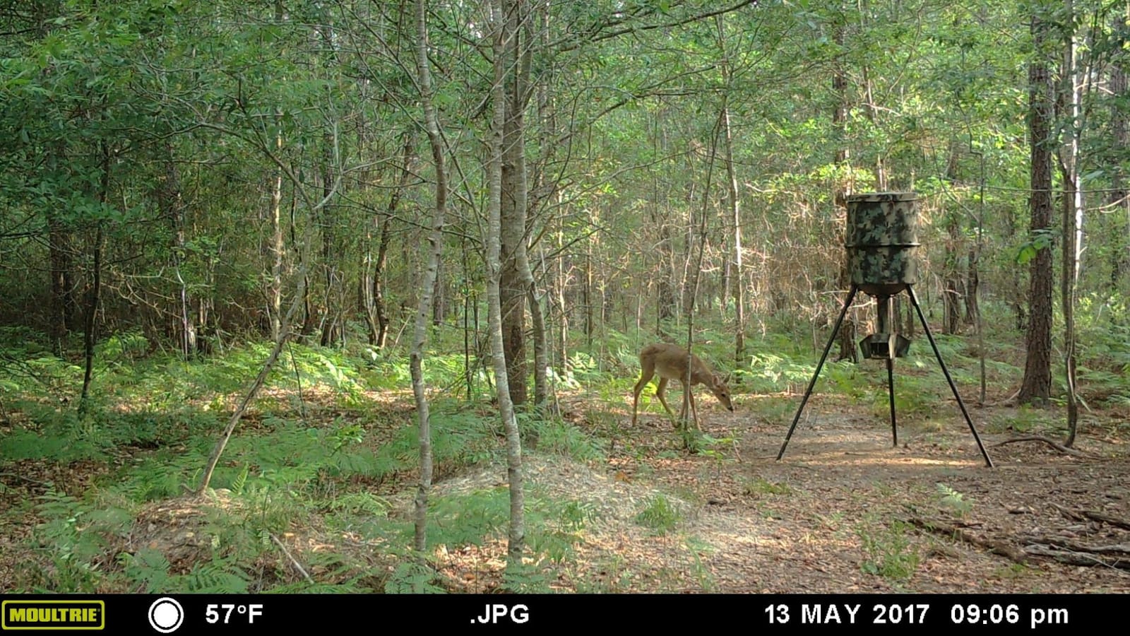 WILDGAME INNOVATIONS Quick-Set 270 lb Game Feeder with Digital Timer | Durable Tripod Corn/Pellet Hunting Feeder with 1-4 Available Feed Times & 30-feet Radius | 270 Lb Capacity Poly Barrel, 5-20 Second, Accepts Corn and Pellets, Tripod, ~30 Ft Feed Radius customer photo 2