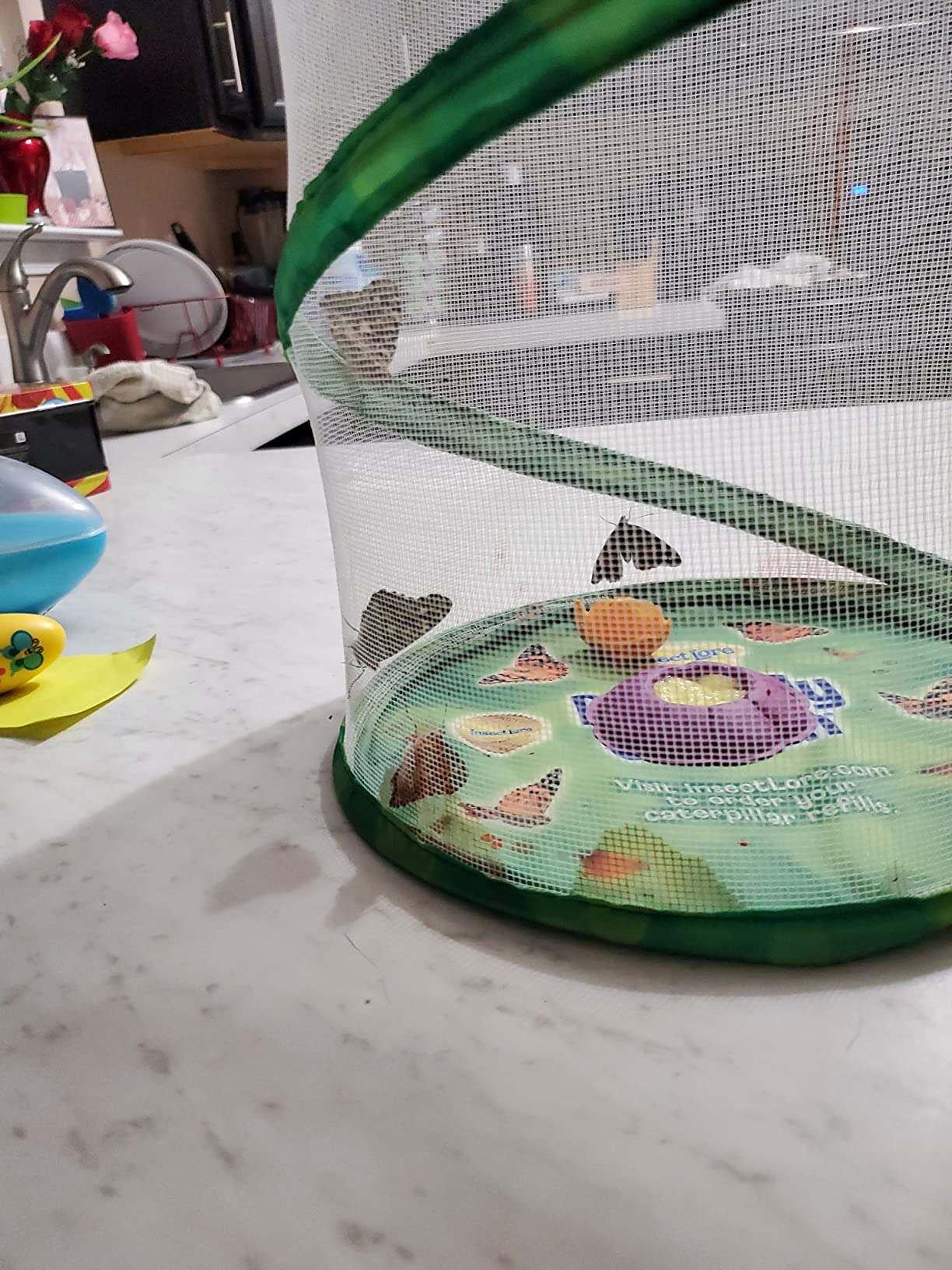 Insect Lore Giant Butterfly Garden with Voucher | 18 Inch Habitat | Life Cycle Figurines Included | Voucher to Redeem 5 Baby Caterpillars Later | Raise Painted Lady Butterflies customer photo 1