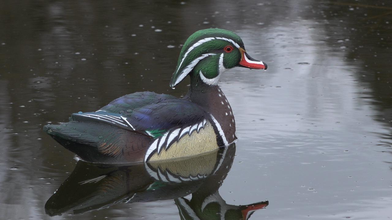 Avian X Topflight Realistic Floating Wood Duck Decoys with Weight-Forward Swim Keel, Set of 6 (Multicolor) customer photo 2