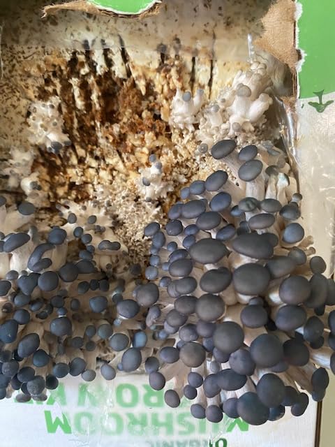 Back to the Roots Organic Mini Mushroom Grow Kit, Harvest Gourmet Oyster Mushrooms In 10 days, Top Gardening Gift, Holiday Gift, & Unique Gift customer photo 1