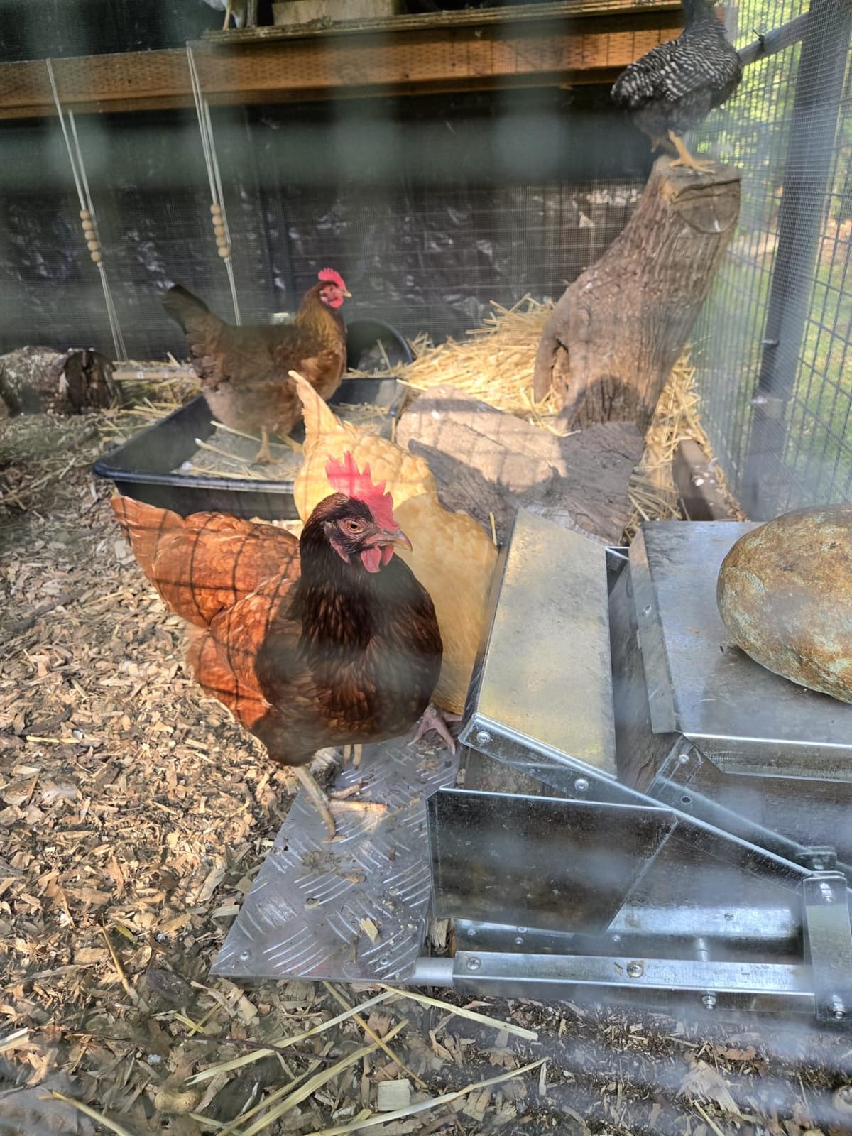 Grandpas Feeders Automatic Chicken Feeder - 40 lbs No Waste Poultry Feeder, Rat Proof & Rodent Proof Treadle Chicken Feeder, Galvanized Steel with Lid, Feeds 6-12 Chickens up to 10 Days customer photo 1