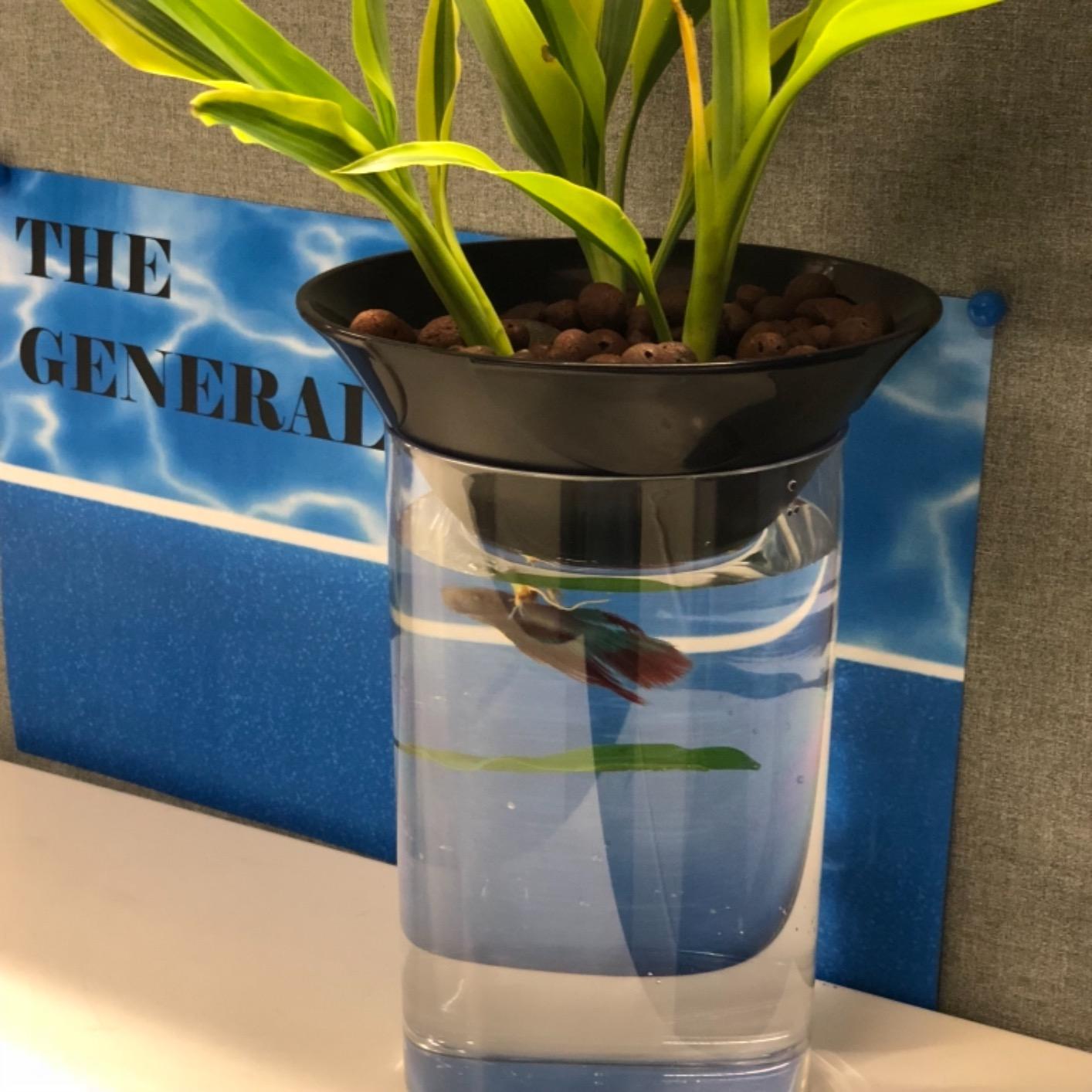 Penn-Plax (APON1) Aquaponic Planter and Aquarium for Betta Fish Tank Promotes Healthy Hydroponic Environment for Plants and Fish customer photo 2