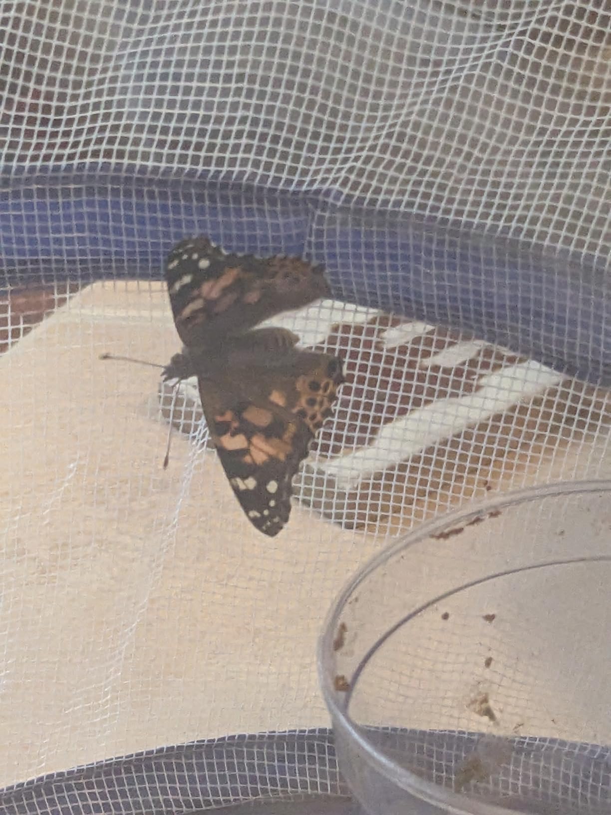 Complete Butterfly Kit with Live Caterpillars (5 Painted Lady) and Habitat | Watch caterpillar to butterfly metamorphosis: with cage, rearing supplies, hands-on science for kids, guaranteed live arrival customer photo 2