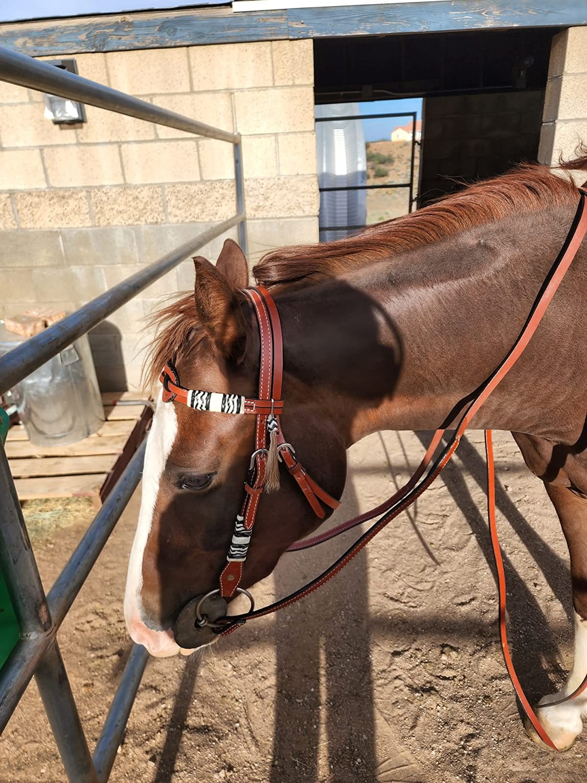 Showman Celtic Knot Headstall and Breast Collar Set with Rawhide Braided Accents customer photo 1