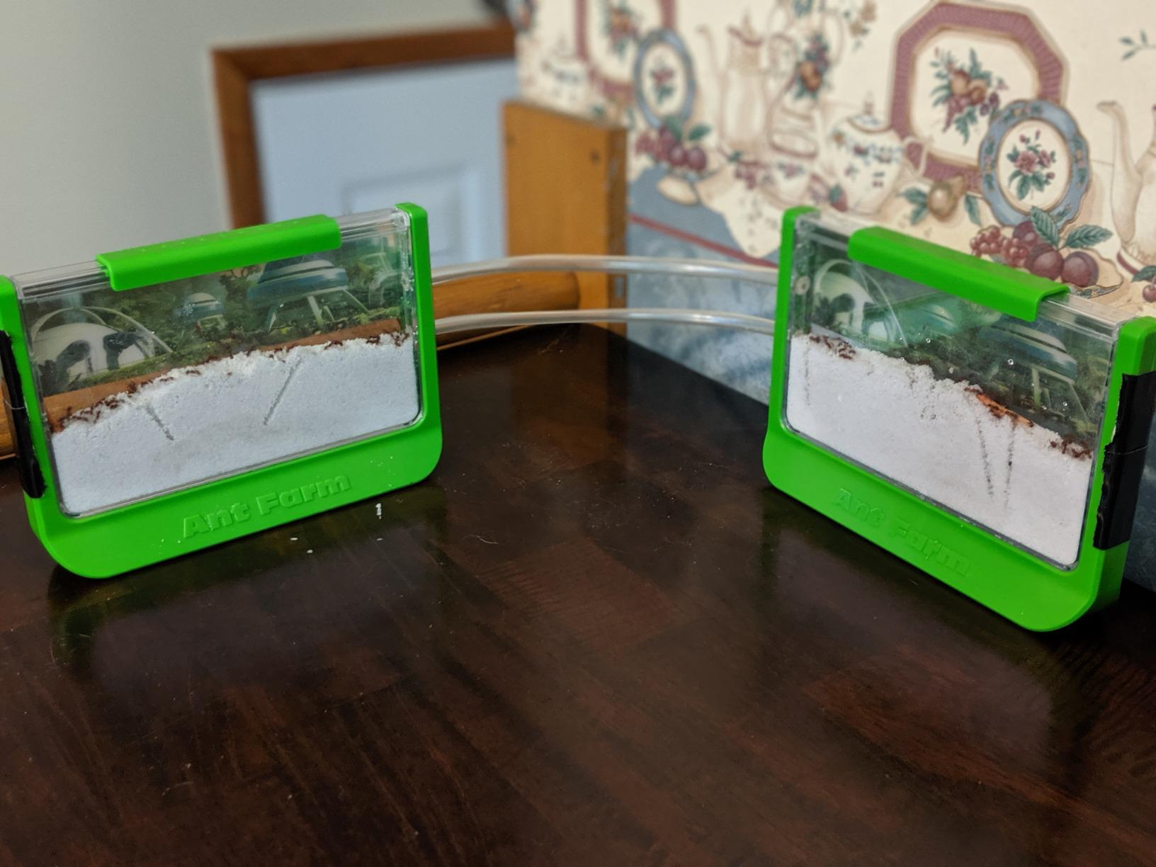 Uncle Milton Ant Farm Antopia Rainforest Ant Habitat - Observe Live Ants - STEM - Nature Learning Toy Green For 6 - 15 years customer photo 1